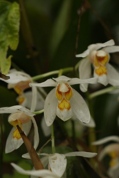 Coelogyne nitida, photographed by Siddarth Machado