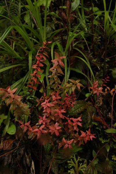 Agapetes serpens, photographed by Siddarth Machado
