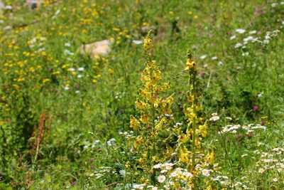 Verbascum pyramidatum, photographed by Алина Урусова