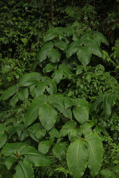 Arisaema speciosum, photographed by Siddarth Machado