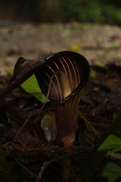 Arisaema speciosum, photographed by Siddarth Machado