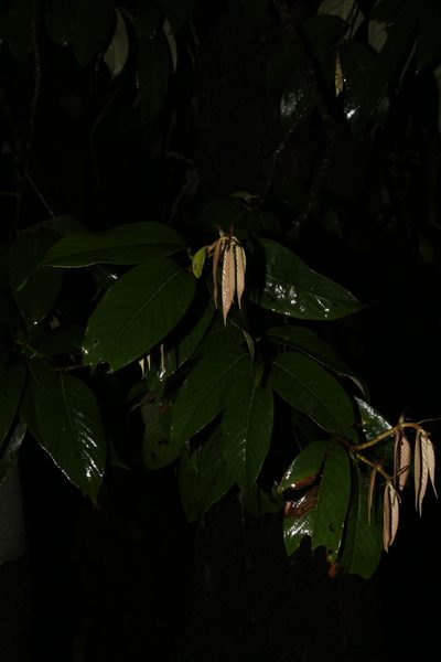 Quercus lamellosa, photographed by Siddarth Machado