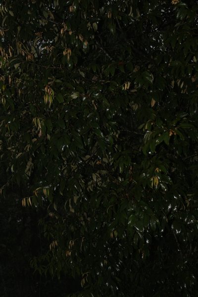 Quercus lamellosa, photographed by Siddarth Machado