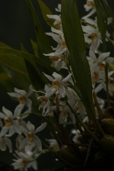 Coelogyne nitida, photographed by Siddarth Machado