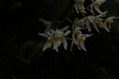 Coelogyne nitida, photographed by Siddarth Machado