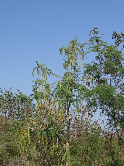 Sesbania grandiflora, photographed by 葉子