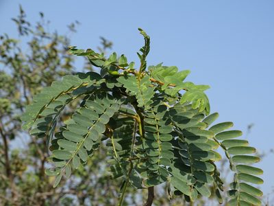 Sesbania grandiflora, photographed by 葉子