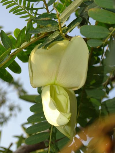 Sesbania grandiflora, photographed by 葉子