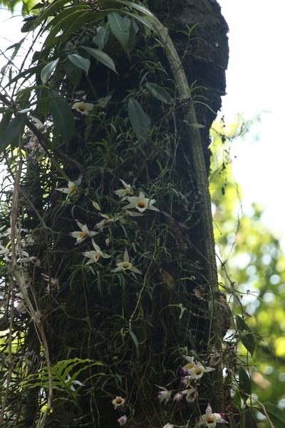 Dendrobium falconeri, photographed by Siddarth Machado