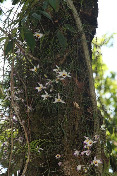 Dendrobium falconeri, photographed by Siddarth Machado