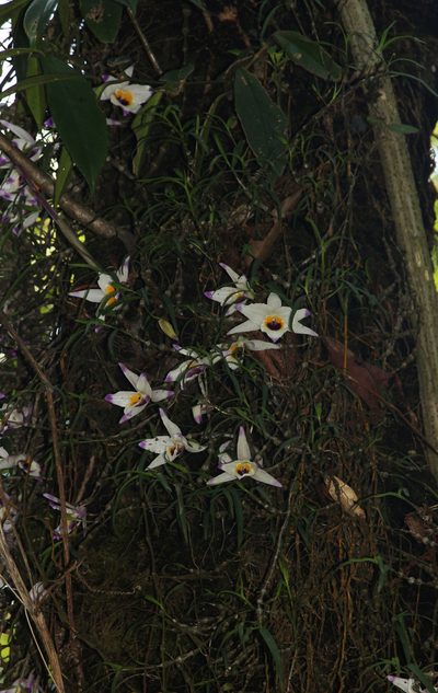 Dendrobium falconeri, photographed by Siddarth Machado