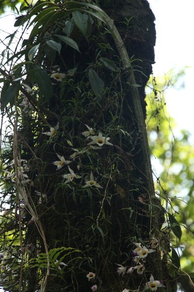 Dendrobium falconeri, photographed by Siddarth Machado