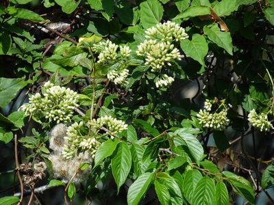 Microglossa pyrifolia, photographed by 葉子