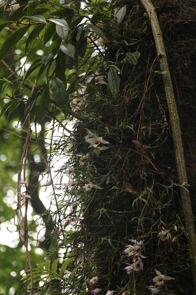 Dendrobium falconeri, photographed by Siddarth Machado