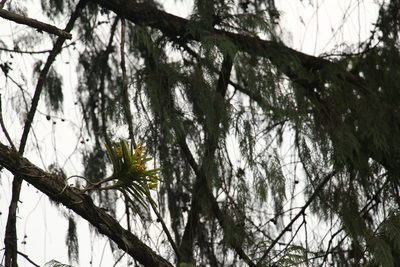 Vanda cristata, photographed by Siddarth Machado