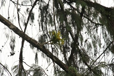 Vanda cristata, photographed by Siddarth Machado