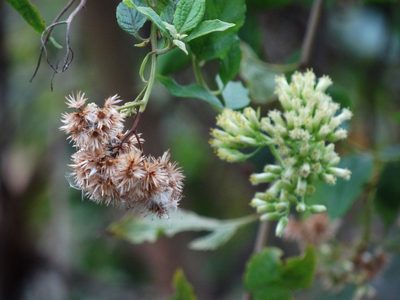 Microglossa pyrifolia, photographed by 葉子