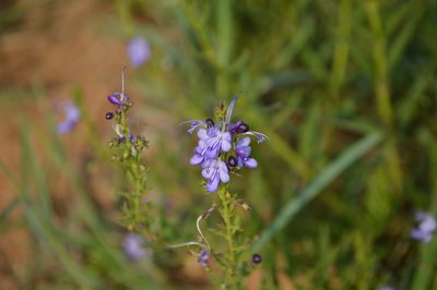 Rotheca louwalbertsii, photographed by Mike Mulqueen