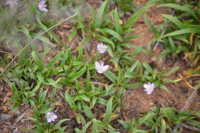 Xerophyta humilis, photographed by Mike Mulqueen