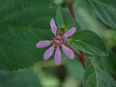 Cuphea strigulosa, photographed by Daniel Cahen