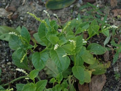 Microtea debilis, photographed by Daniel Cahen