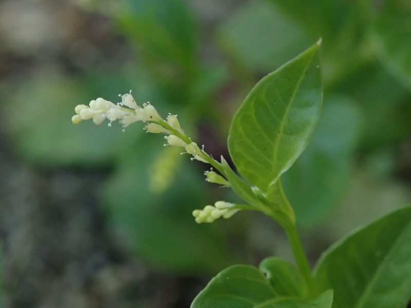 Microtea debilis, photographed by Daniel Cahen