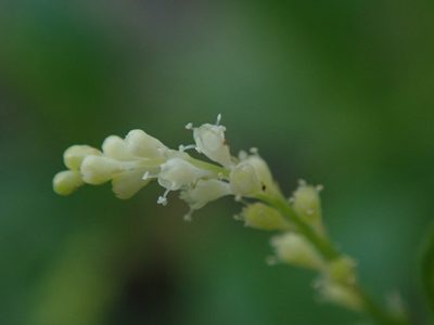 Microtea debilis, photographed by Daniel Cahen
