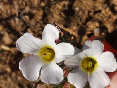 Oxalis argillacea, photographed by leandra-k_89