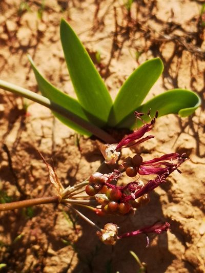Strumaria truncata, photographed by leandra-k_89