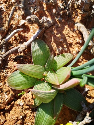 Bulbine fallax, photographed by leandra-k_89