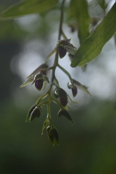 Dendrobium porphyrochilum, photographed by Siddarth Machado