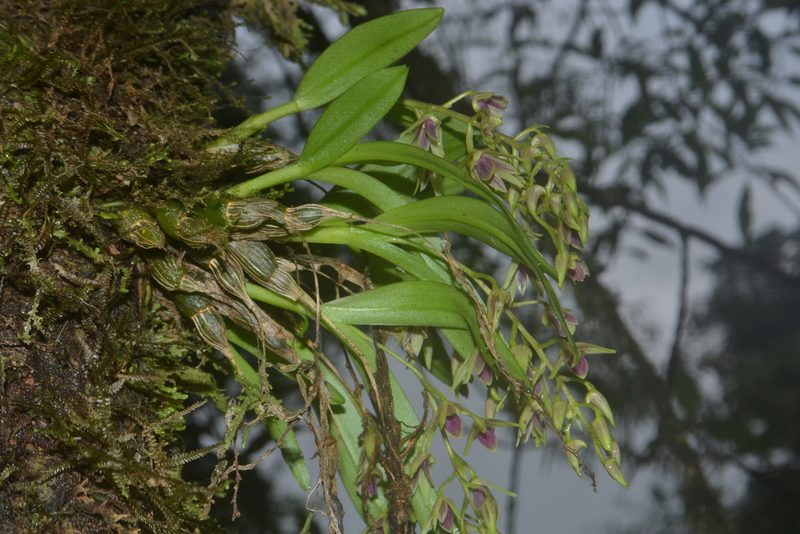 Dendrobium porphyrochilum, photographed by Siddarth Machado