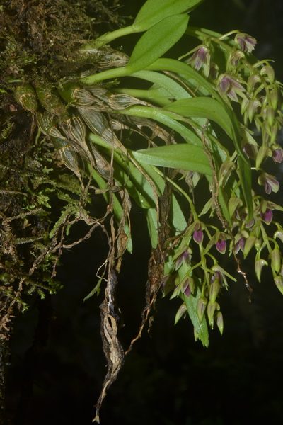 Dendrobium porphyrochilum, photographed by Siddarth Machado