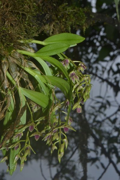 Dendrobium porphyrochilum, photographed by Siddarth Machado