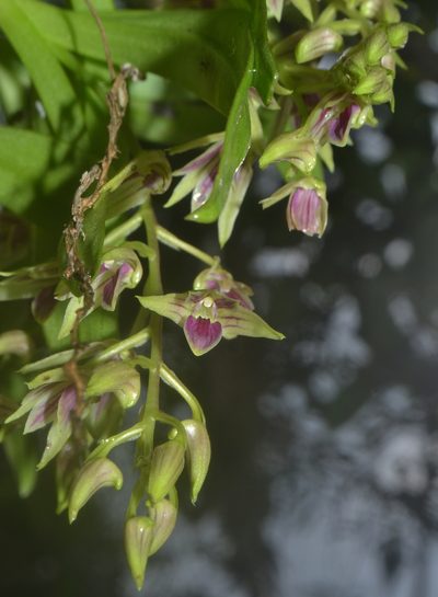 Dendrobium porphyrochilum, photographed by Siddarth Machado