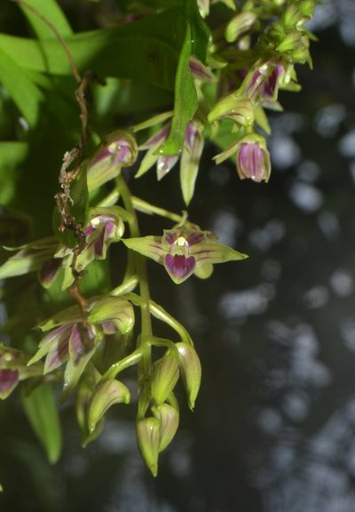 Dendrobium porphyrochilum, photographed by Siddarth Machado