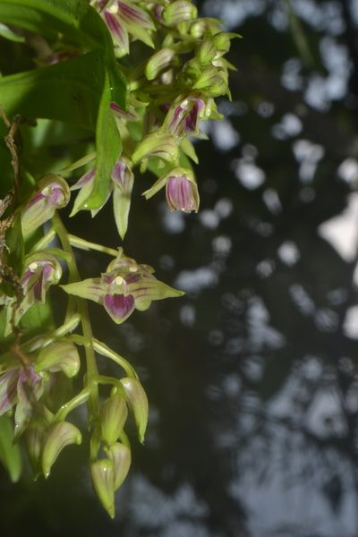 Dendrobium porphyrochilum, photographed by Siddarth Machado