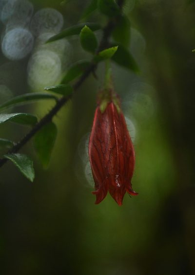 Agapetes serpens, photographed by Siddarth Machado