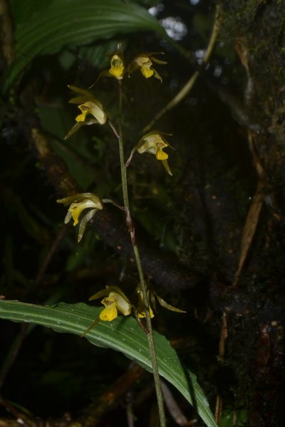 Tainia minor, photographed by Siddarth Machado