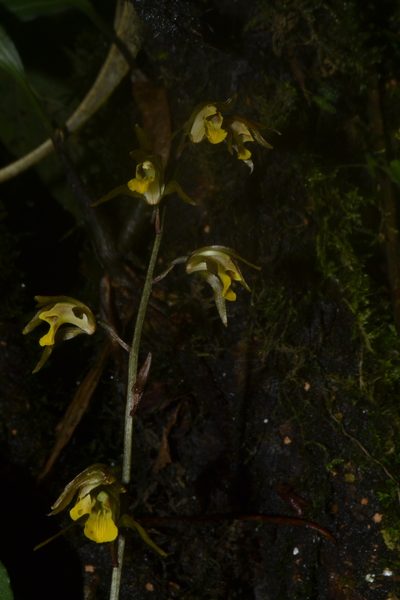Tainia minor, photographed by Siddarth Machado