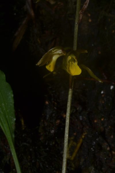 Tainia minor, photographed by Siddarth Machado