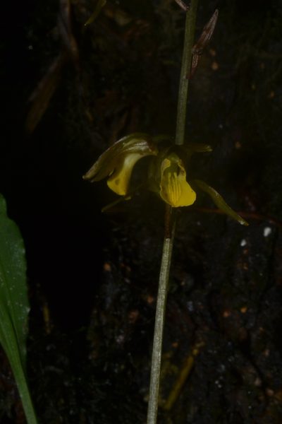 Tainia minor, photographed by Siddarth Machado