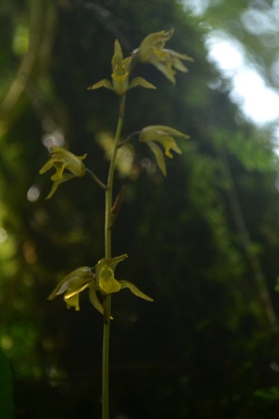 Tainia minor, photographed by Siddarth Machado