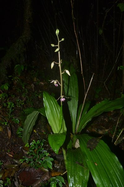 Calanthe brevicornu, photographed by Siddarth Machado