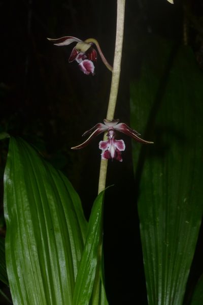 Calanthe brevicornu, photographed by Siddarth Machado