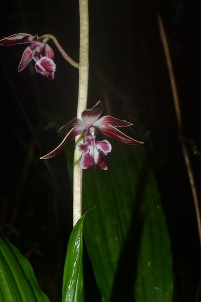 Calanthe brevicornu, photographed by Siddarth Machado