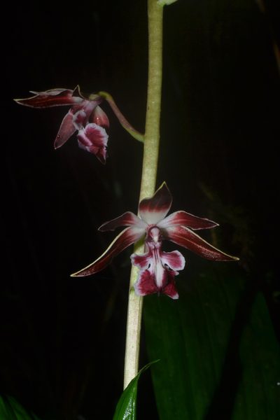 Calanthe brevicornu, photographed by Siddarth Machado