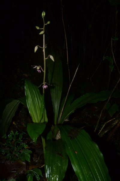 Calanthe brevicornu, photographed by Siddarth Machado