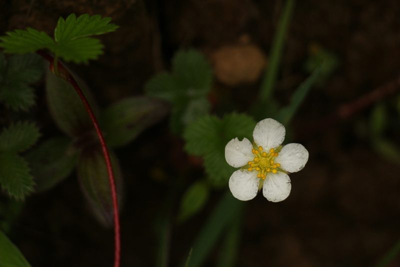 Fragaria nubicola, photographed by Siddarth Machado