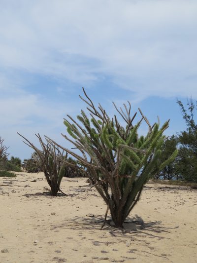 Didierea madagascariensis, photographed by Micha Baum